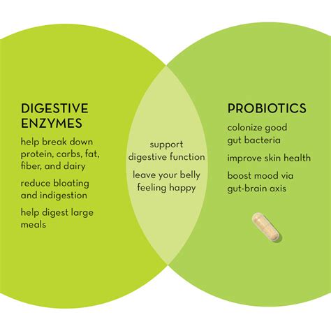 Digestive Enzymes vs. Probiotics: Which Gut Health Supplement Is Right ...