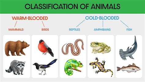 Free Vector | Classification of animals flat infographic with diagram ...