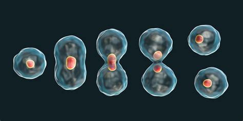 Can Normal Cells Divide Like Cancer Cells? » Science ABC