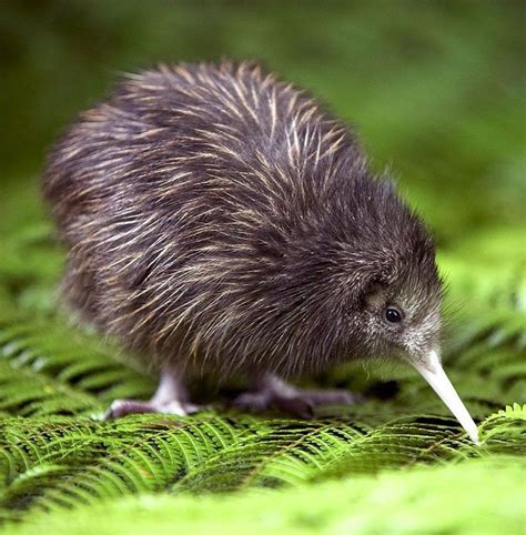 Kiwi (Apteryx) | Kiwi (animal), Animals, Animals beautiful