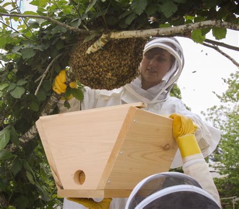 HOW TO CATCH A SWARM - Edinburgh Honey Co