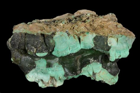 .9" Botryoidal Malachite Formation - Mexico (#126960) For Sale ...