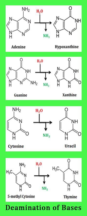 What is DNA Repair? How to Repair DNA Damage? | easybiologyclass