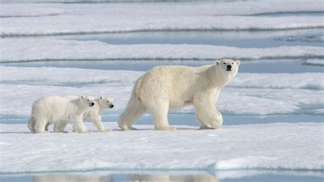 Most polar bears could disappear from Arctic by 2100 due to global ...