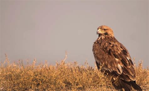 Wildlife Tour Of Little Rann Of Kutch