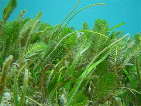 IUCN SSC Seagrass Species Specialist Group | IUCN