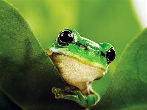 Amphibian | Characteristics, Life Cycle, & Facts | Britannica