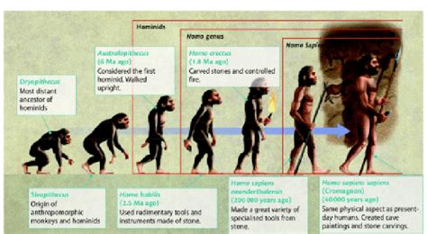 Homo Habilis Ancient Humans Ancient People Human Evolution Tree ...