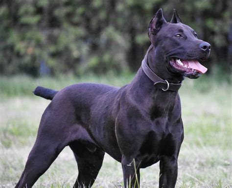 The Canis Panther Is Four Great Dogs In One - Animalso