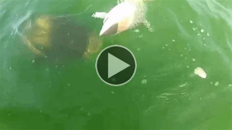 Goliath Grouper Attacks Shark & More Grouper Videos