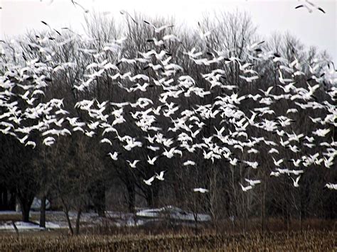 Snow Goose migration makes a layover at our farm – Home in the Finger Lakes