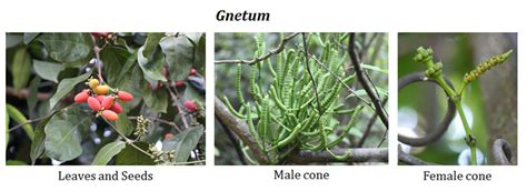 Classification of Gymnosperms By Sporne | Easy Biology Class ...