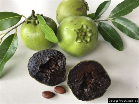 Black Sapote Superb Tree - Diospyros digyna