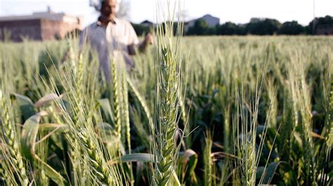 Gram Harvest to Face Severe Shortage Due to Lack of Rainfall