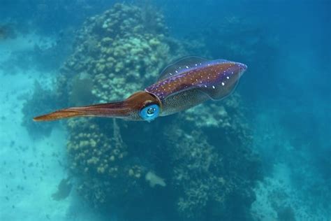 Squids: Characteristics, properties, types, and more