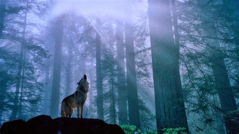 Howling Wolf Wallpaper (60+ images)