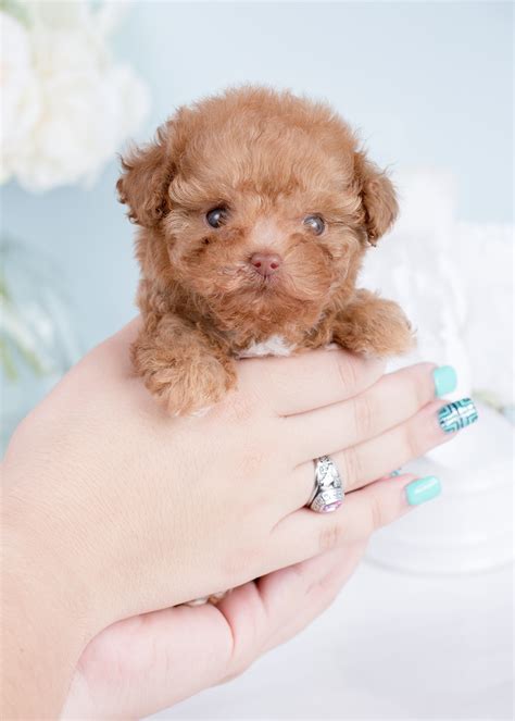 Micro Teacup Poodles | Teacup Puppies & Boutique