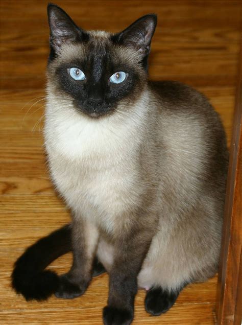 The Siamese Cat Names | my cat names