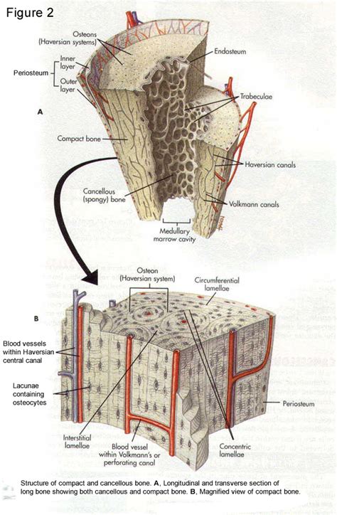 Basic Biology of Bone | Team Bone