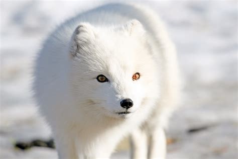 File:Fjellrev - Arctic fox (24490250823).jpg - Wikimedia Commons