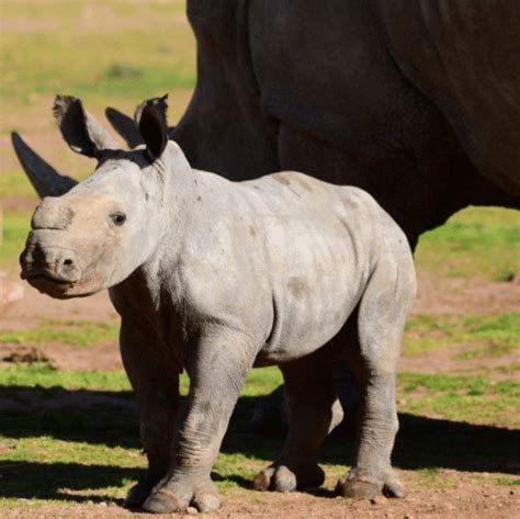 Thriving Planet | This Adorable BABY RHINO Has Been Named!