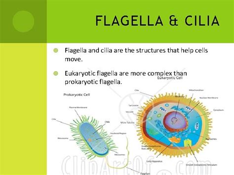 Cilia Versus Flagella In 2021 Prokaryotes Prokaryotic Cell - Riset