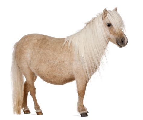 Palomino Shetland Pony, Equus Caballus Stock Photo - Image of breed ...