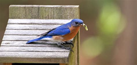 How to Attract Bug-Eating Birds, Backyard Birds | Gardener's Supply