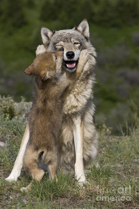 Wolf Cub Begging For Food Photograph by Jean-Louis Klein & Marie-Luce ...