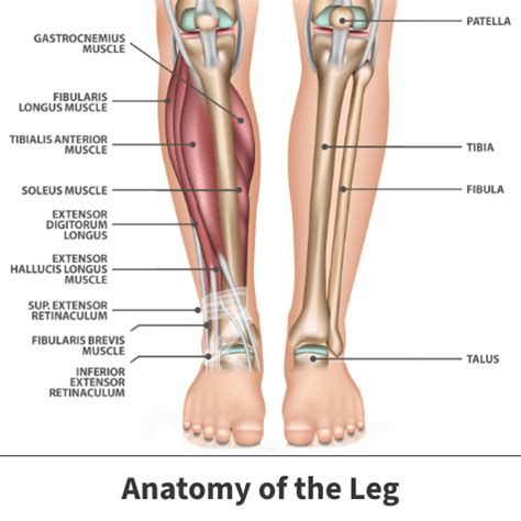 Muscles Medial Tibial Stress Syndrome