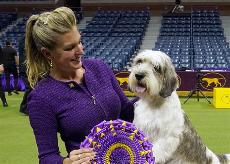 Petit basset griffon Vendéen: Buddy Holly wins top prize at Westminster ...