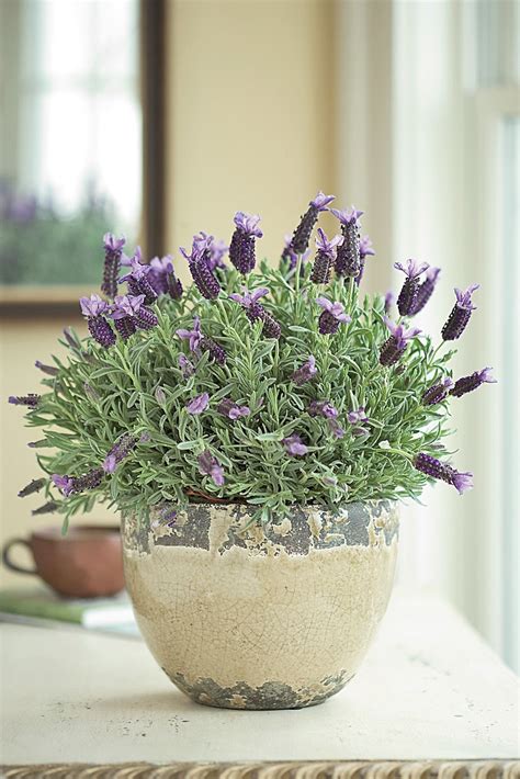 10 Best Smelling Fragrant Indoor Plants You Must Grow