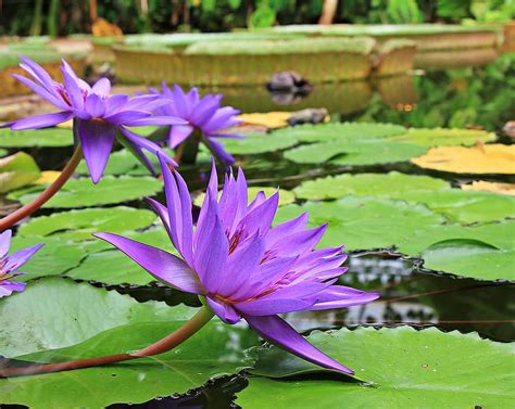 water lilies, nuphar, aquatic plant, flowers, pond, nature, bloom ...