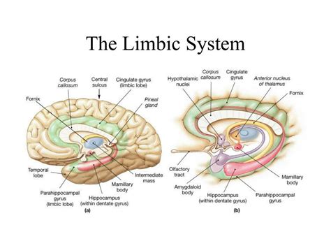 Limbic System Map