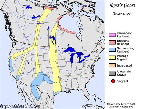 Ross's Goose - Species Range Map