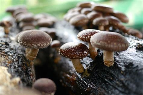 Growing Mushrooms on Logs - Video - Milkwood: permaculture courses ...