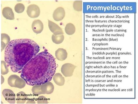 The earliest morphologically distinct myeloid cell is a myeloblast ...