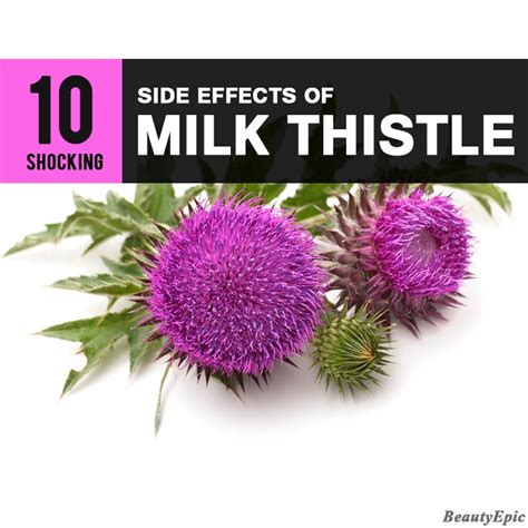 10 Shocking Side Effects of Milk Thistle You Need To Know About | Milk ...