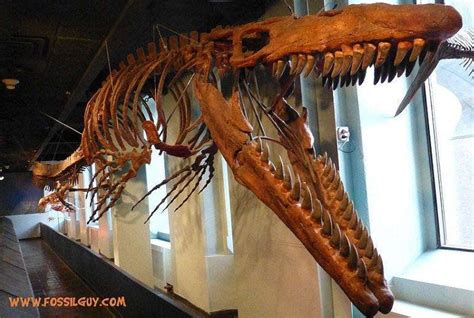 Fossilguy.com: Mosasaur Facts and Information - The Great Marine ...