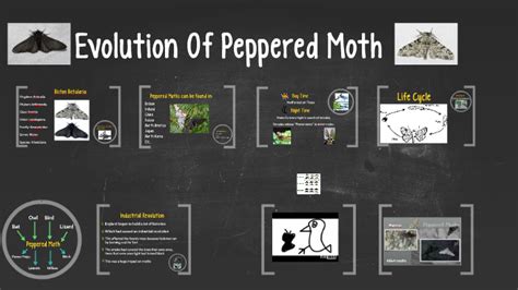 Evolution Of Peppered Moth by nikol lonov on Prezi