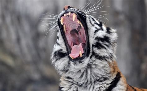 Download Close-up Roar Animal Tiger HD Wallpaper