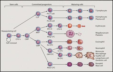 On Hematopoietic Stem Cell Fate: Immunity