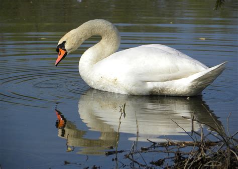 File:Mute Swan (Cygnus olor) - male.jpg - Wikimedia Commons