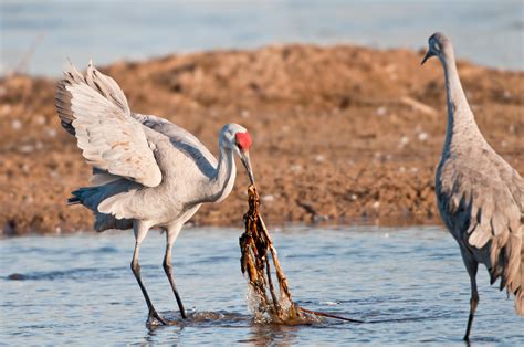 Sandhill Crane Facts | Iain Nicolson Audubon Center at Rowe Sanctuary