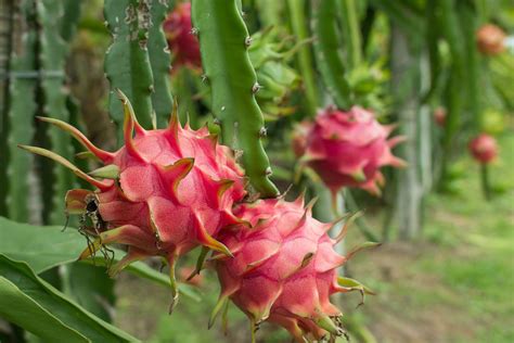 Dragon Fruit Plant Care: Guide On How to Grow Dragon Fruit | How to ...