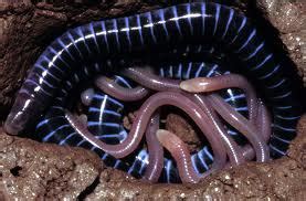 Caecilians Facts for Kids