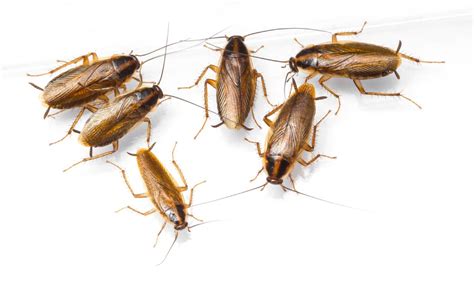 Spot these early signs of a cockroach infestation - Poulin's Pest Control