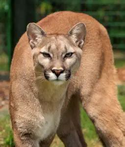 5 Interesting Facts about Cougars - FactsKing.com