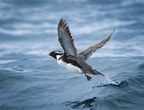 Ancient Murrelet - Owen Deutsch Photography