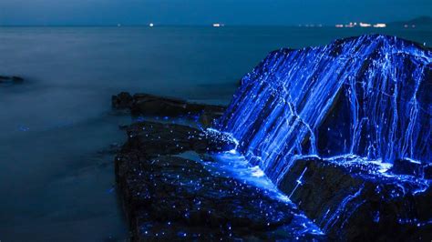 Bioluminescent Plants And Animals